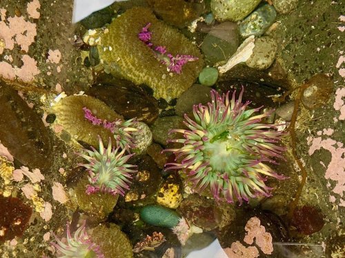 Colorful sea anemones and small rocks are submerged in water, surrounded by various marine debris and textures.