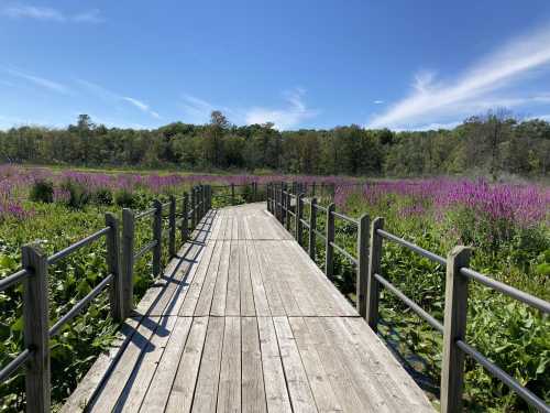 A wooden boardwalk leads through a vibrant field of purple flowers under a clear blue sky.