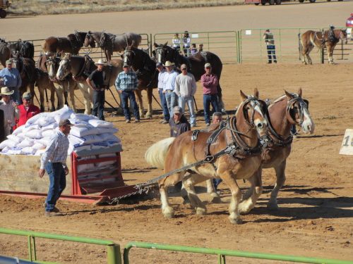 Two draft horses pull a cart loaded with bags, while spectators watch at a rural event in a sandy arena.