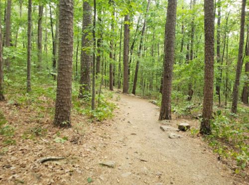 A winding dirt path through a lush green forest with tall trees and scattered rocks.