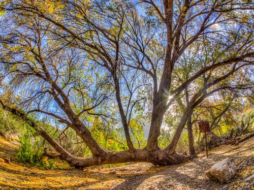 A large, sprawling tree with vibrant autumn leaves, set against a bright blue sky and a rocky path.