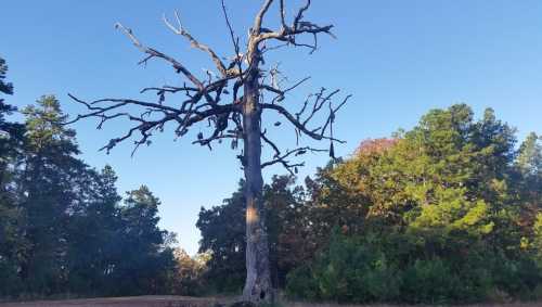 A tall, leafless tree with sprawling branches stands against a clear blue sky, surrounded by green foliage.