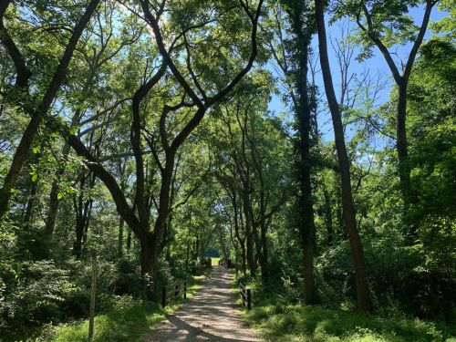 A sunlit path through a lush green forest, lined with tall trees and dappled sunlight filtering through the leaves.