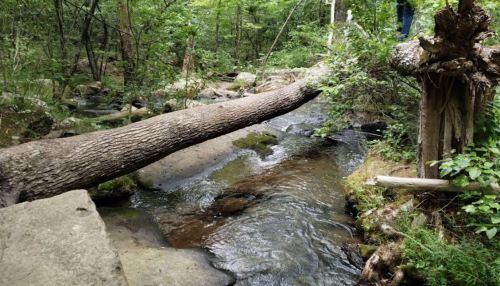 A fallen tree spans a small stream in a lush, green forest, surrounded by rocks and foliage.