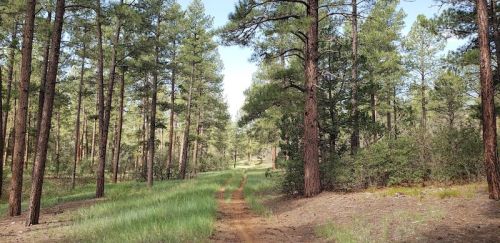 A dirt path winds through a lush green forest with tall pine trees under a clear blue sky.