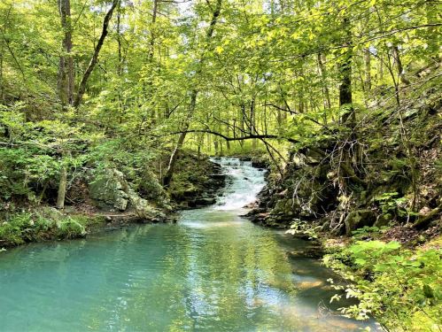 A serene forest scene featuring a clear blue stream flowing over rocks, surrounded by lush green trees.