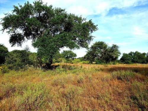 A lush green tree stands in a grassy field under a blue sky, surrounded by other trees and vegetation.