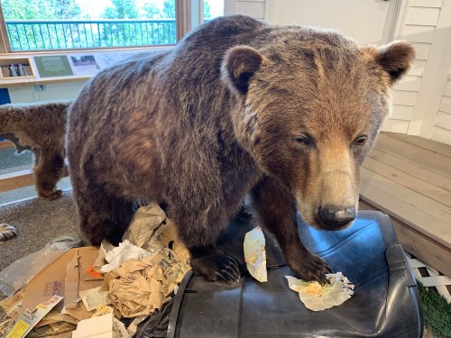 A taxidermy grizzly bear stands on a trash can, surrounded by crumpled paper and food remnants.