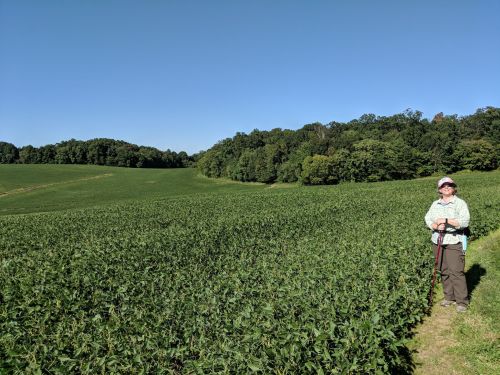 A person stands on a path beside a lush green field, with trees and a clear blue sky in the background.
