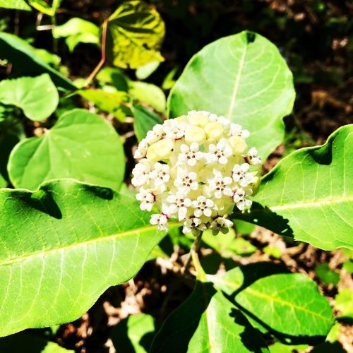 A cluster of small white flowers surrounded by green leaves in a natural setting.