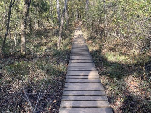 A wooden boardwalk stretches through a wooded area, surrounded by greenery and sunlight filtering through the trees.