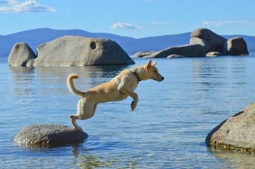 A dog leaps across rocks in a clear lake, surrounded by mountains and a blue sky.