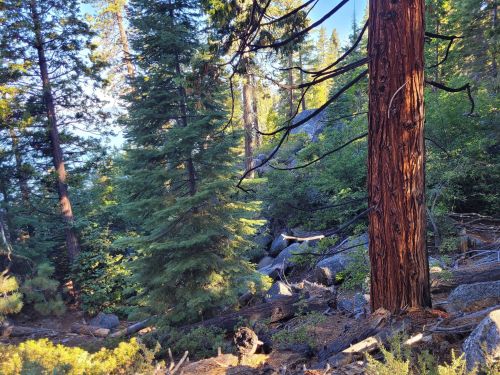 A serene forest scene featuring tall trees, sunlight filtering through the leaves, and rocky terrain.