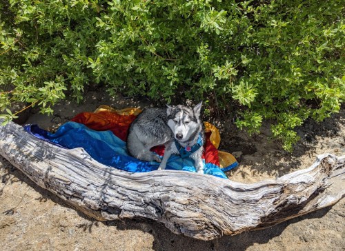 A dog resting on a colorful blanket under a bush, next to a log on a sandy surface.