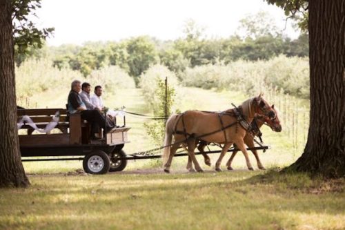 A horse-drawn carriage with passengers travels through a scenic, tree-lined path in a lush green landscape.