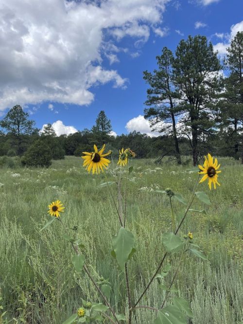 A field of yellow sunflowers in a green landscape, with tall trees and a blue sky dotted with clouds.
