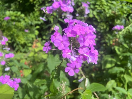 A cluster of vibrant purple flowers surrounded by lush green foliage.