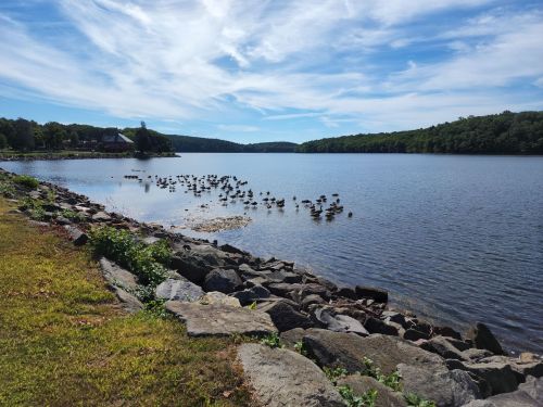 A serene lake scene with ducks swimming, surrounded by greenery and rocky shoreline under a blue sky.