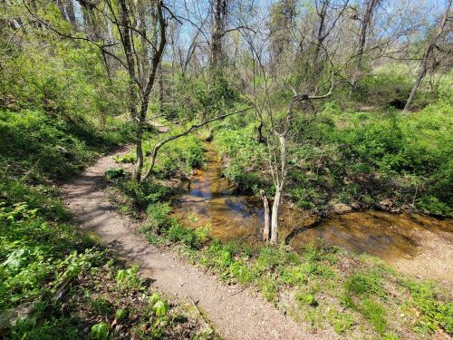 A serene forest scene with a winding path beside a clear stream, surrounded by lush greenery and trees.
