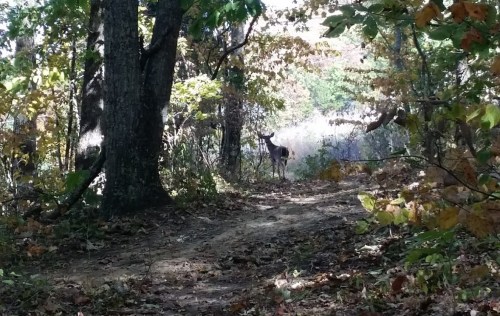 A deer stands in a wooded area, surrounded by trees and autumn foliage, on a dirt path.
