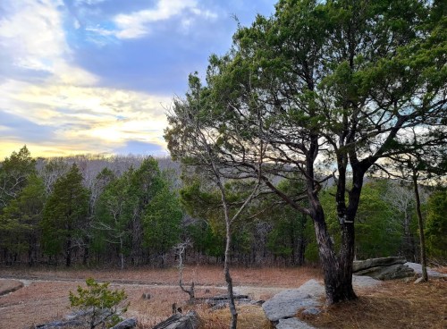 A scenic view of a tree overlooking a forest at sunset, with colorful clouds in the sky.