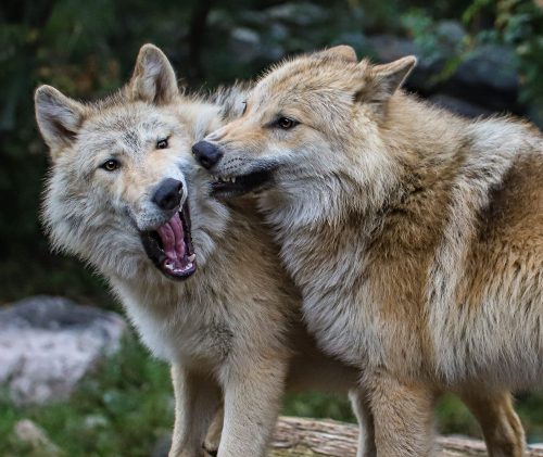 Two wolves playfully interacting in a natural setting, one with its mouth open as if howling.