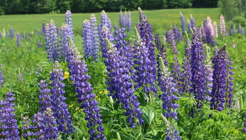 A vibrant field of purple and lavender lupine flowers surrounded by lush green foliage.