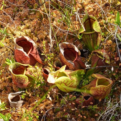 A cluster of colorful pitcher plants growing in a mossy, natural environment.