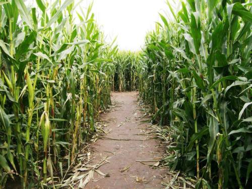 A narrow path winding through tall, green corn plants on either side, leading into a bright, open area.
