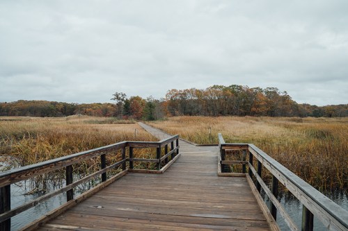 A wooden boardwalk leads through tall grasses and marshland under a cloudy sky, surrounded by autumn foliage.