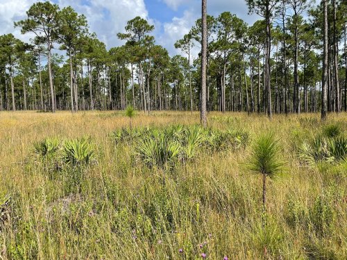 A sunny landscape featuring tall pine trees and grassy areas with scattered shrubs and wildflowers.