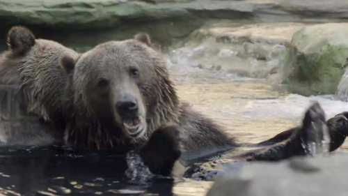 Two bears play in a shallow pool of water, splashing and enjoying their surroundings.