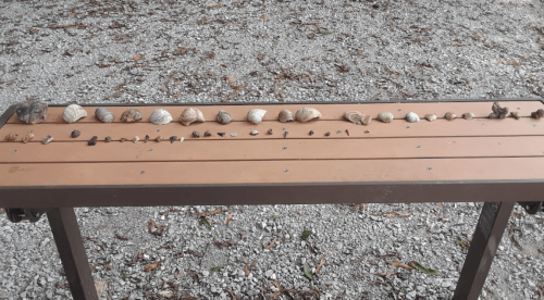A wooden bench displaying a variety of rocks and shells arranged in a line on a gravel surface.