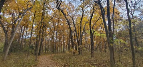 A serene forest path surrounded by trees with vibrant autumn leaves in shades of yellow and orange.