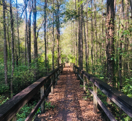 A wooden boardwalk path through a lush, green forest with trees and fallen leaves on the ground.