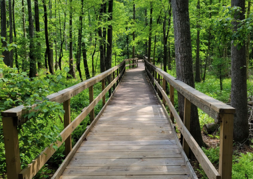 A wooden boardwalk winding through a lush green forest with tall trees and vibrant foliage.