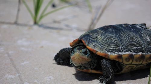 A close-up of a turtle on sandy ground, with intricate shell patterns and greenish eyes, surrounded by sparse grass.