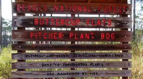 Sign at Desoto National Forest indicating Buttercup Flats and Pitcher Plant Bog, highlighting its ecological significance.