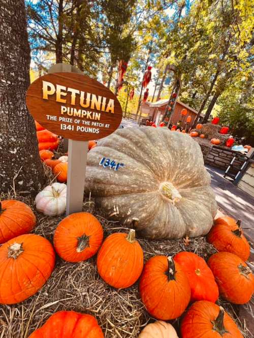 A large gray pumpkin named Petunia, weighing 1341 pounds, surrounded by smaller orange pumpkins in a festive setting.