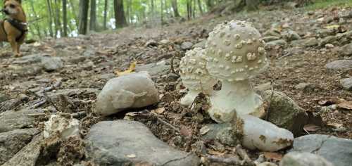 A close-up of mushrooms on a forest path, with rocks and a blurred dog in the background.