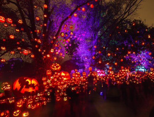 A vibrant Halloween scene with numerous carved pumpkins glowing among trees, illuminated by colorful lights.