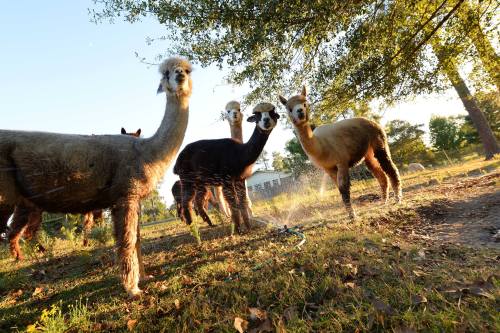 A group of four llamas stands in a sunlit field, surrounded by trees and a gentle mist from a sprinkler.