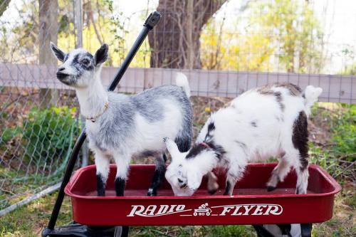 Two goats stand in a red Radio Flyer wagon, surrounded by greenery and a fence.