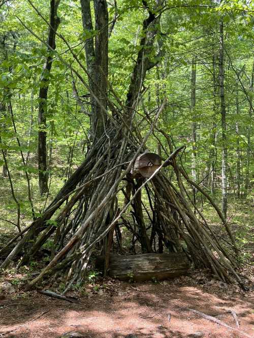 A rustic structure made of sticks and logs, nestled among trees in a lush green forest.