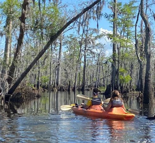 Two people kayak through a serene swamp, surrounded by cypress trees and calm waters under a blue sky.