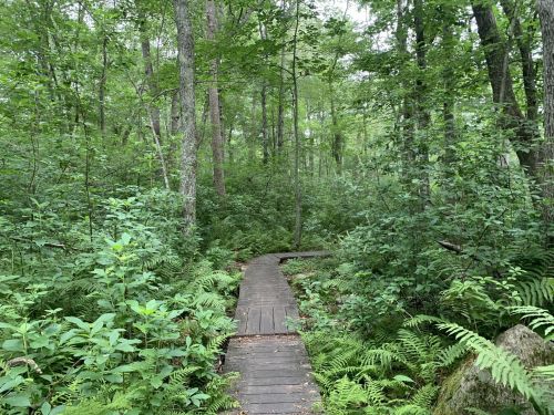 A wooden path winding through a lush, green forest filled with ferns and trees.