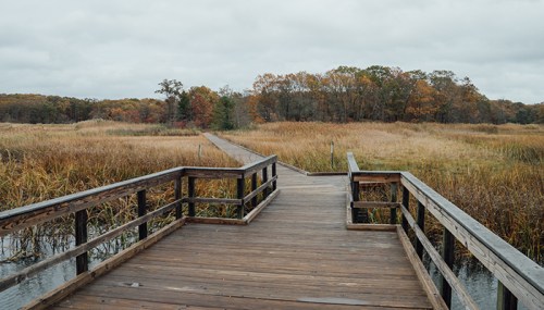 A wooden boardwalk leads through tall grasses and marshland, surrounded by autumn-colored trees under a cloudy sky.