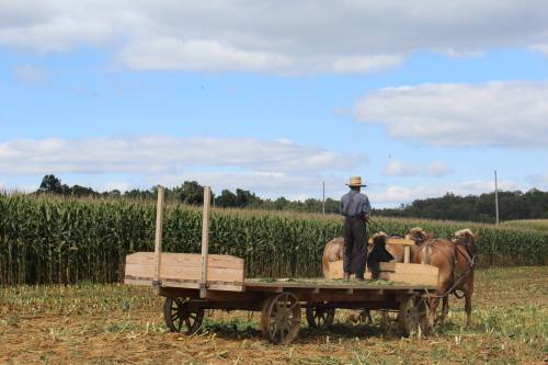 A farmer stands on a wooden cart pulled by horses in a cornfield under a blue sky with scattered clouds.