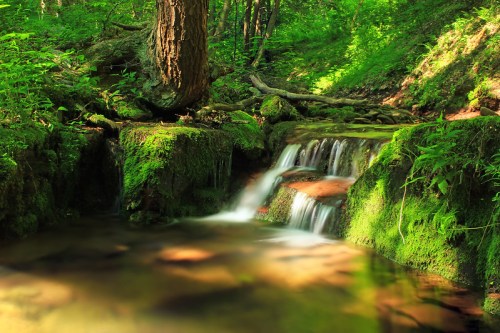 A serene forest scene featuring a small waterfall cascading over moss-covered rocks, surrounded by lush greenery.