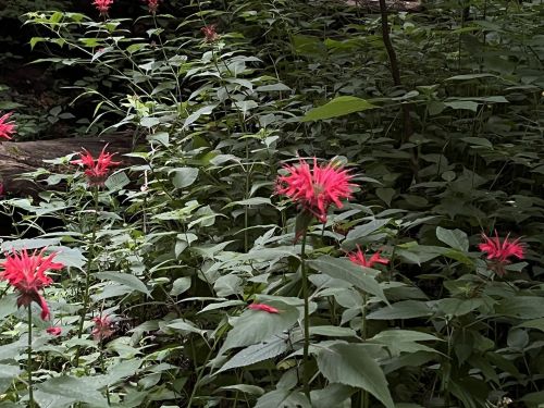 A cluster of vibrant pink flowers surrounded by lush green foliage in a wooded area.